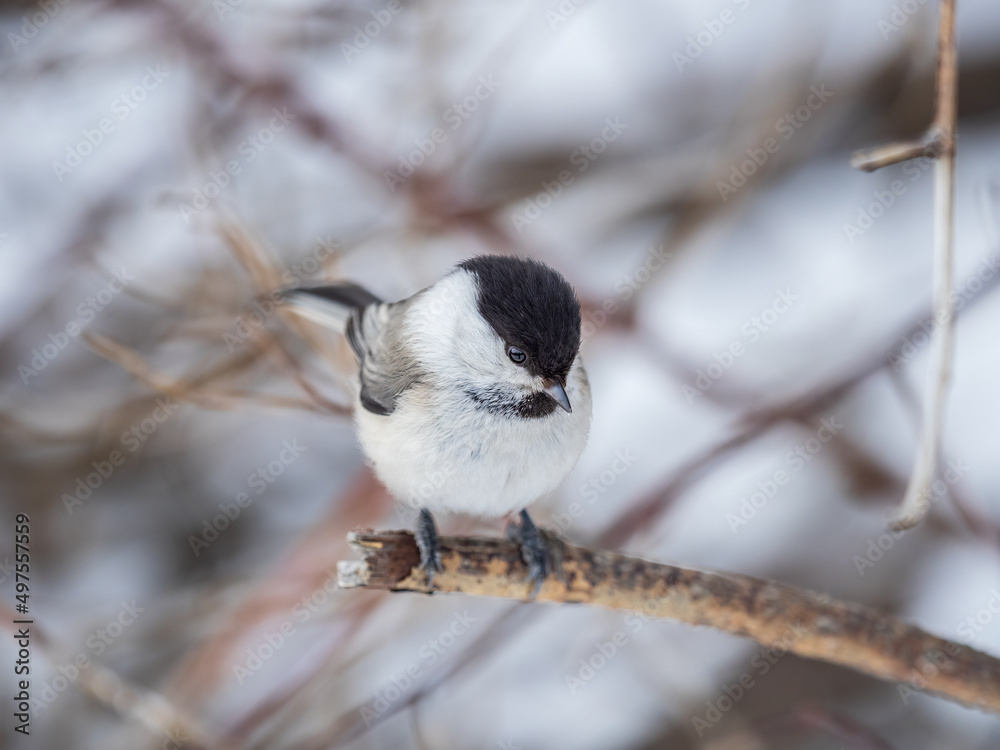 Fototapeta premium Cute bird the willow tit, song bird sitting on a branch without leaves in the winter.