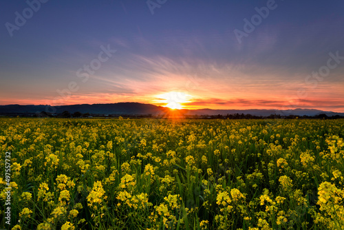 Mustard flowers at Gilroy, California photo