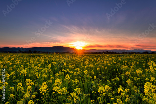 Fototapeta Naklejka Na Ścianę i Meble -  Mustard flowers at Gilroy, California