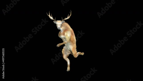 Deer Dancing CG fur 3d rendering animal realistic CGI VFX Animation Loop  composition 3d mapping cartoon, Included in the end of the clip with Alpha matte.