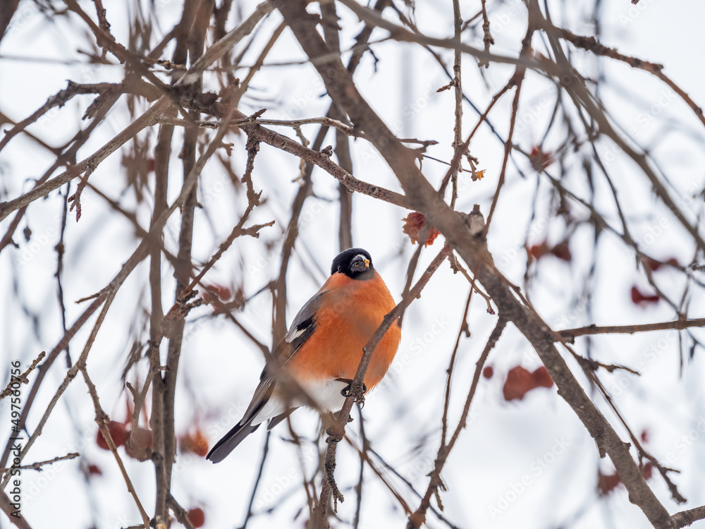 Bullfinch sits on a branch and eats small red apples. The Eurasian or common bullfinch, pyrrhula pyrrhula Bullfinch sits on a branch and eats small red apples. The Eurasian or common bullfinch, pyrrhula pyrrhula