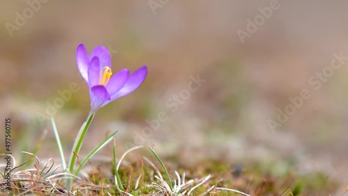 A single early springtime crocus bloom gently blows in a breeze. Closeup, narrow depth-of-field.