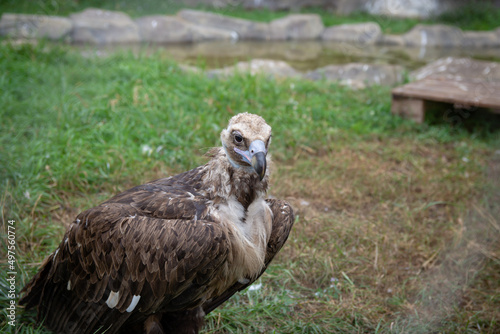 Griffon Vultures. Gyps fulvus. Big bird on a background of green grass. Portrait. Wildlife  Africa.