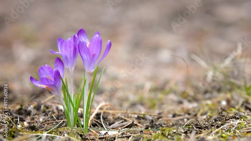 Three early springtime crocus flowers gently blow in a breeze. Closeup, narrow depth-of-field.