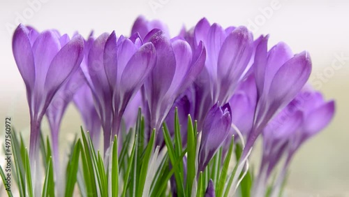 A patch of early springtime crocus blooms gently blow in a breeze. Closeup, narrow depth-of-field.