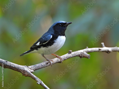 Canvas Print Selective of a black-throated blue warbler (Setophaga caerulescens) on a branch