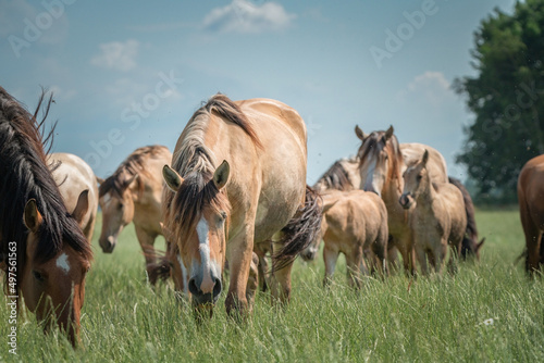 Thoroughbred horses graze in the pasture on a summer day. © shymar27
