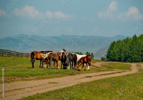 Russia. Mountain Altai. Horses graze peacefully on free pastures near the village of Yabogan.