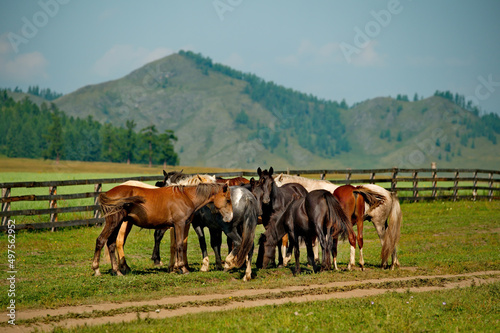 Russia. Mountain Altai.  Horses graze peacefully on free pastures near the village of Yabogan. © Александр Катаржин