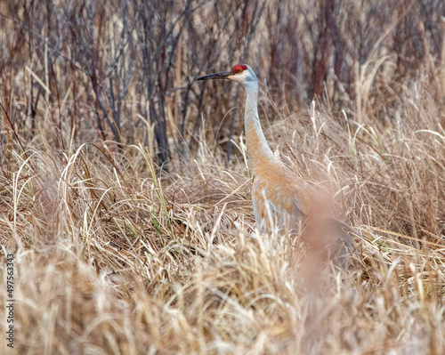 Sandhill Crane