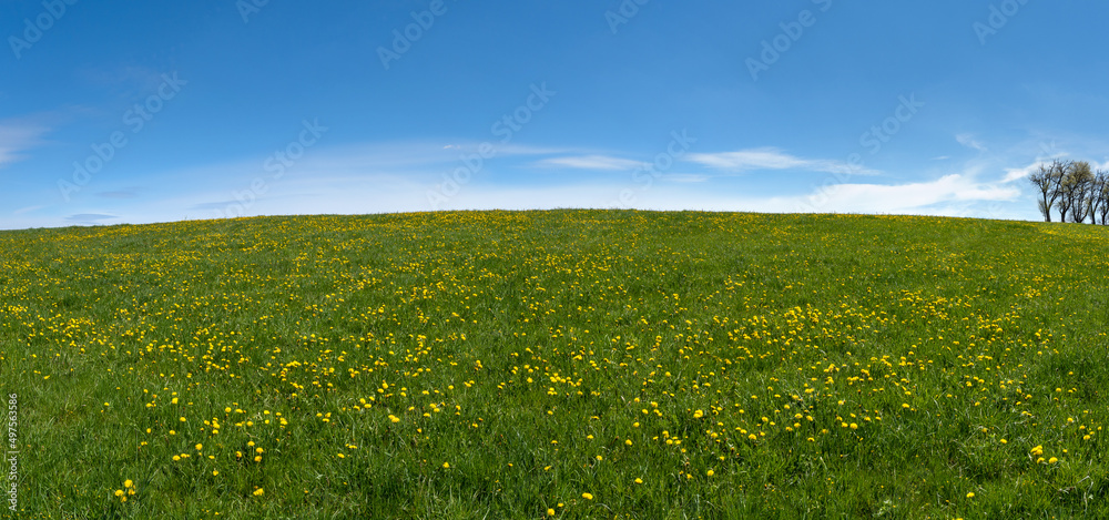 Fototapeta premium Gelb blühender Löwenzahn auf einer großen grünen hügeligen Wiese im Frühling