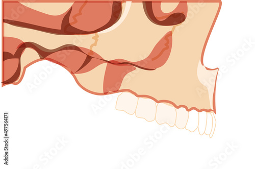 Skull Human head side lateral view with teeth. Skeleton jaws model with teeth row. Set of chump realistic flat natural color concept Vector illustration of anatomy isolated on white background