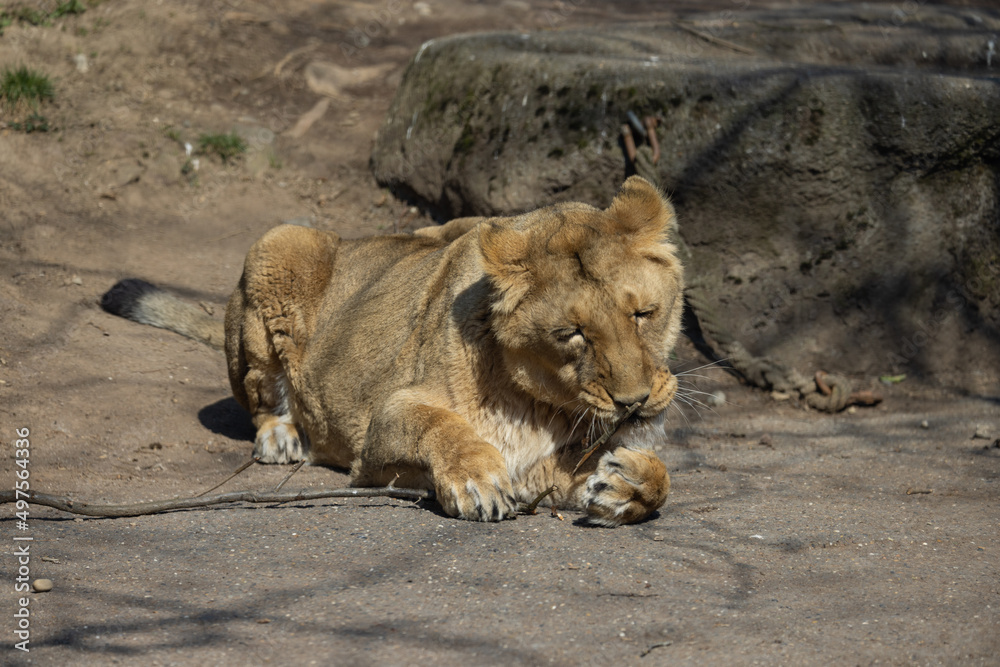 A lioness lies comfortably on the ground and observes her surroundings. The lions sleep about 20 hours a day. Panthera leo persica. A lioness lies comfortably on the ground and observes her surroundings. The lions sleep about 20 hours a day. Panthera leo persica.