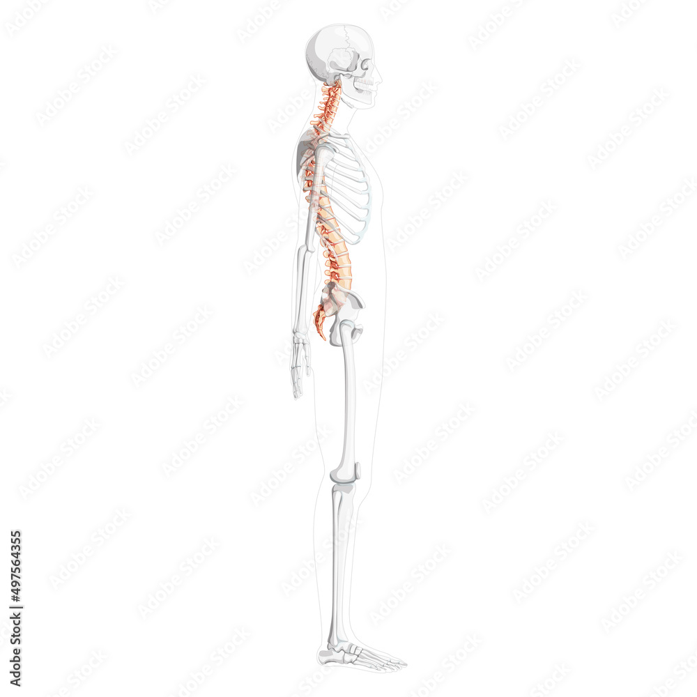 Human vertebral column side lateral view with partly transparent skeleton position, spinal cord, thoracic lumbar spine, sacrum. Vector flat natural colors, realistic isolated illustration anatomy 