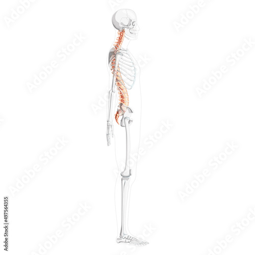 Human vertebral column side lateral view with partly transparent skeleton position, spinal cord, thoracic lumbar spine, sacrum. Vector flat natural colors, realistic isolated illustration anatomy 