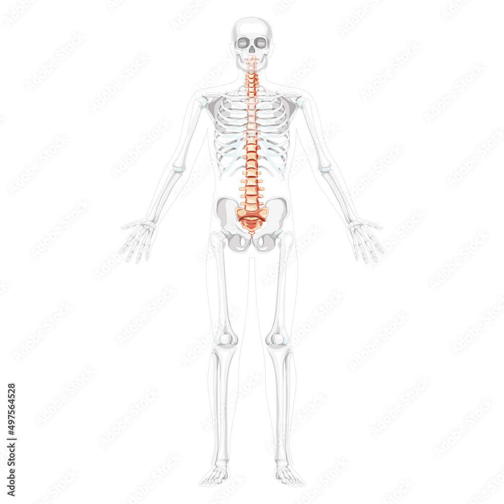 Human vertebral column front anterior view with partly transparent skeleton position, thoracic lumbar spine, sacrum and coccyx. Vector flat natural colors, realistic isolated illustration anatomy Human vertebral column front anterior view with partly transparent skeleton position, thoracic lumbar spine, sacrum and coccyx. Vector flat natural colors, realistic isolated illustration anatomy
