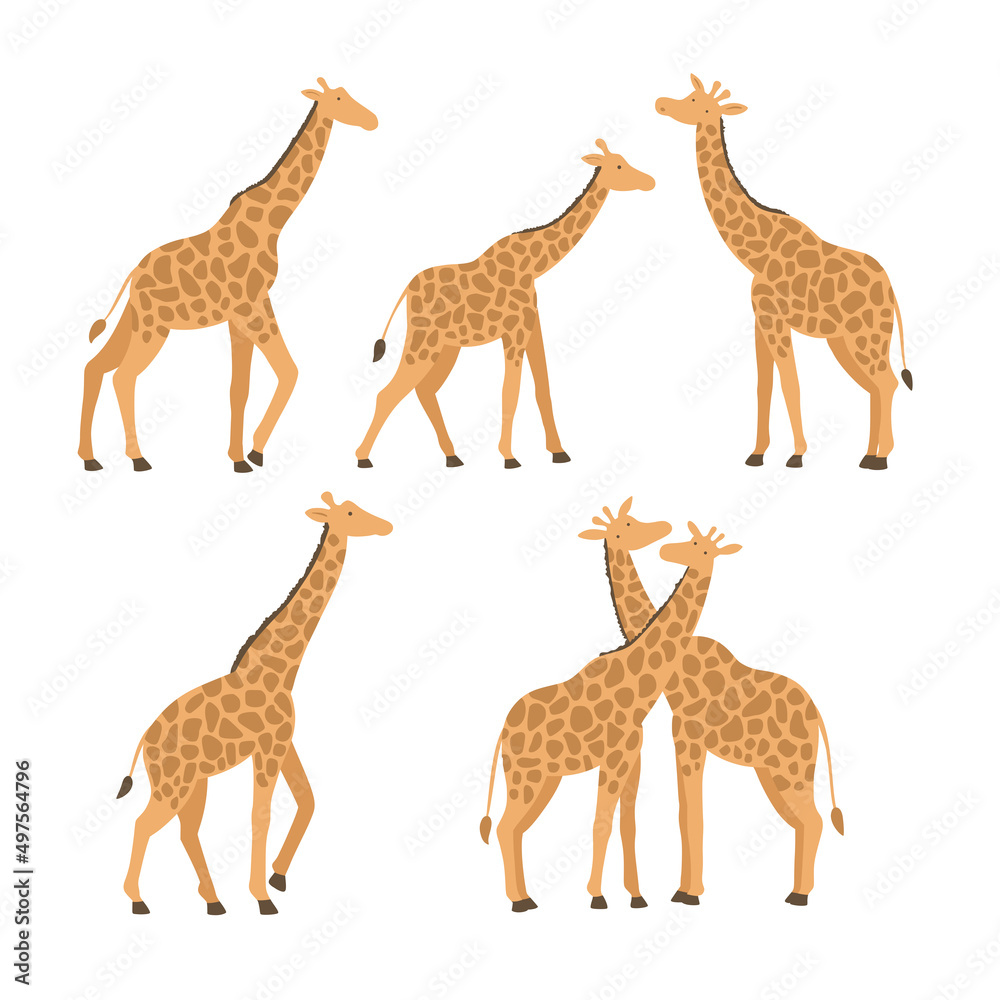 Obraz premium vector set of giraffes in different poses