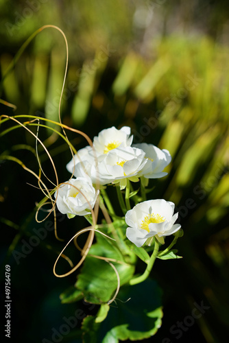 Vertical shot of beautiful Ranunculus lyallii flowers growing in a garden surrounded by lush leaves photo