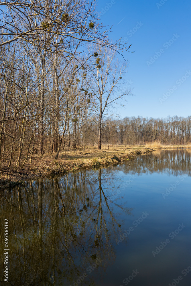 Spring landscape with water. Willows grow around the water. Spring landscape with water. Willows grow around the water.