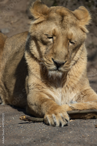 A lioness lies comfortably on the ground and observes her surroundings. The lions sleep about 20 hours a day. Panthera leo persica.