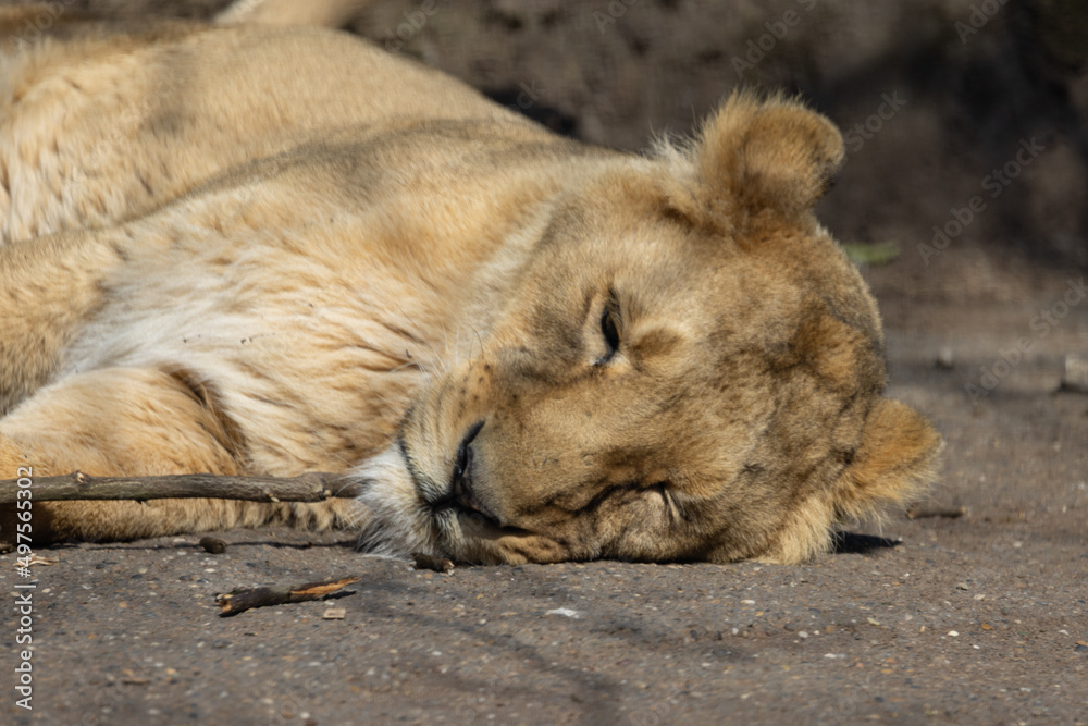 An Asiatic lioness, also known as Panthera leo persica, sleeps peacefully on a rock. The lion is such a big cat of prey. An Asiatic lioness, also known as Panthera leo persica, sleeps peacefully on a rock. The lion is such a big cat of prey.