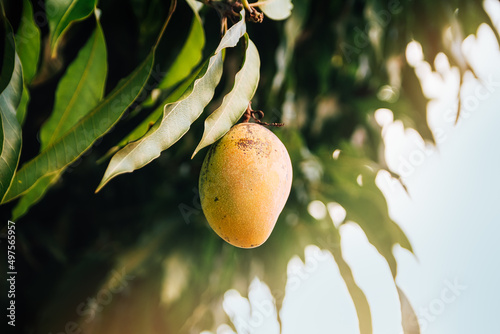 Ripe mango on tree