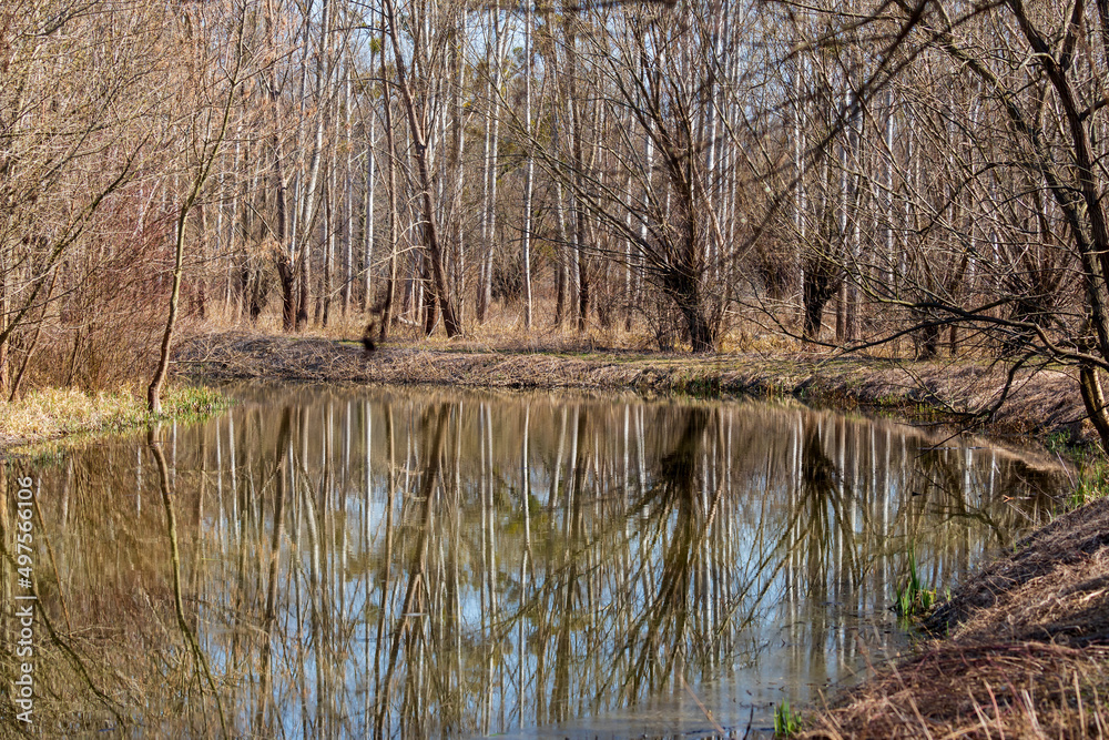 Floodplain forest and willow - Salix caprea. Water flows around the trees. The landscape is illuminated by the setting sun. Floodplain forest and willow - Salix caprea. Water flows around the trees. The landscape is illuminated by the setting sun.