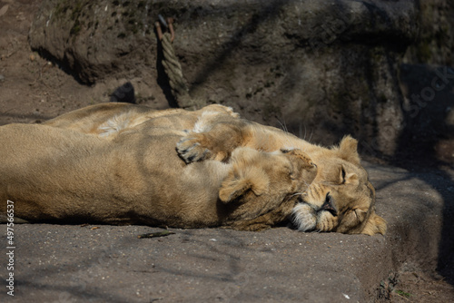 Two lionesses, also called Panthera leo persica, lie on a rock and cuddle with each other. They look so cute together.