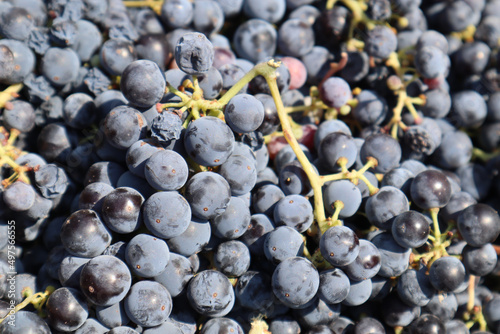 фотографія Closeup shot of freshly picked  Zinfandel wine grapes at harvest in a winery in