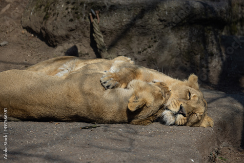 Two lionesses, also called Panthera leo persica, lie on a rock and cuddle with each other. They look so cute together.