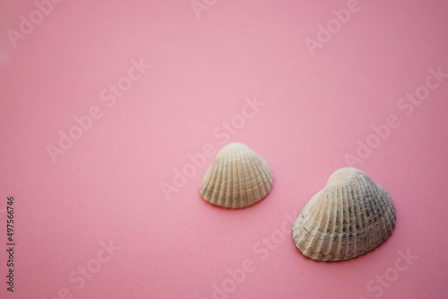 Two white grey seashells on an pink table
