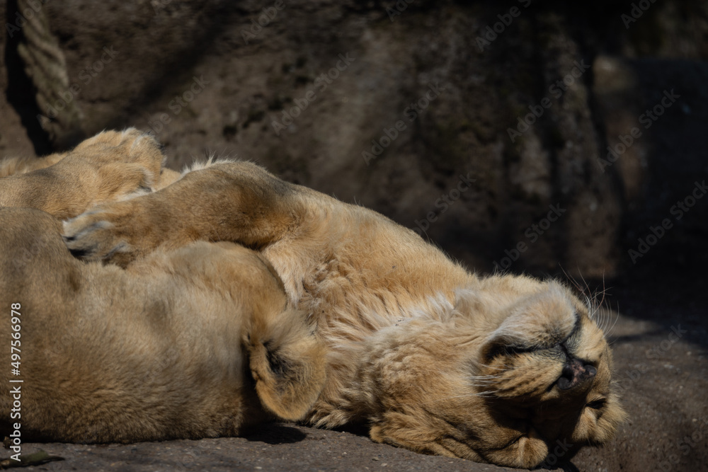 Two Asiatic lions sleep and cuddle with each other on a rock. They are