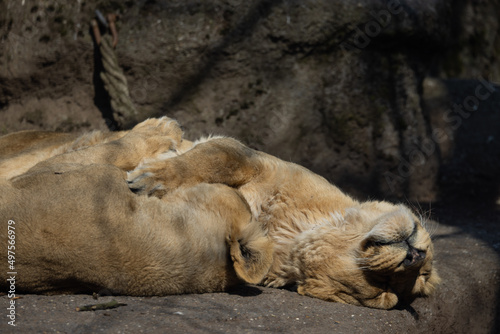 Two Asiatic lions sleep and cuddle with each other on a rock. They are mostly found in India and are also called Panthera leo persica.