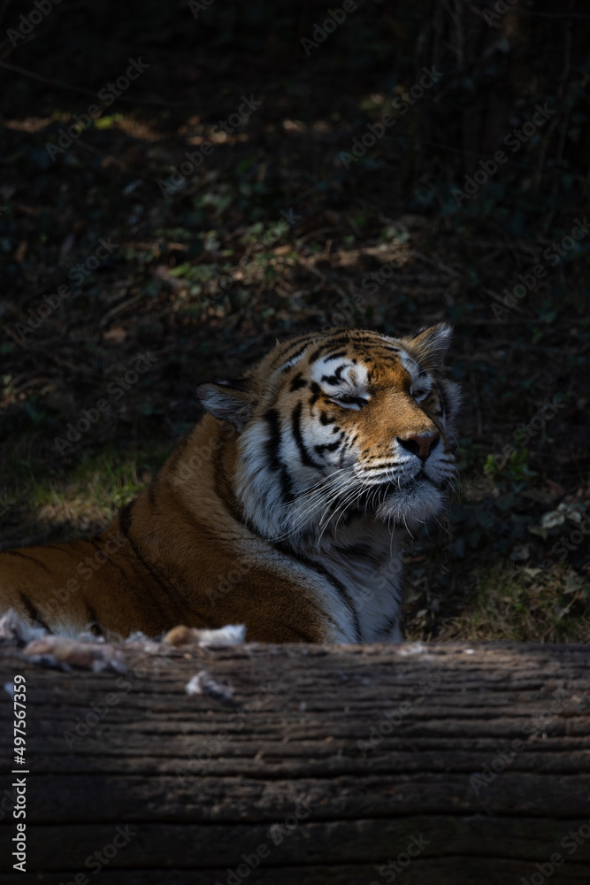 Naklejka premium An Amur tiger, also known as Panthera tigris altaica, has just woken up and is looking intently over a tree trunk, observing the surroundings and looking for food.