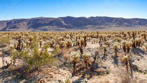 Cactus Landscape in Joshua Tree National Park in California