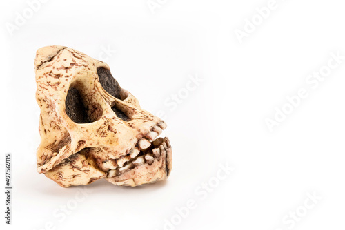 prehistoric man skull, Hominid Skull or Australopithecus africanus isolated on white background with space for text