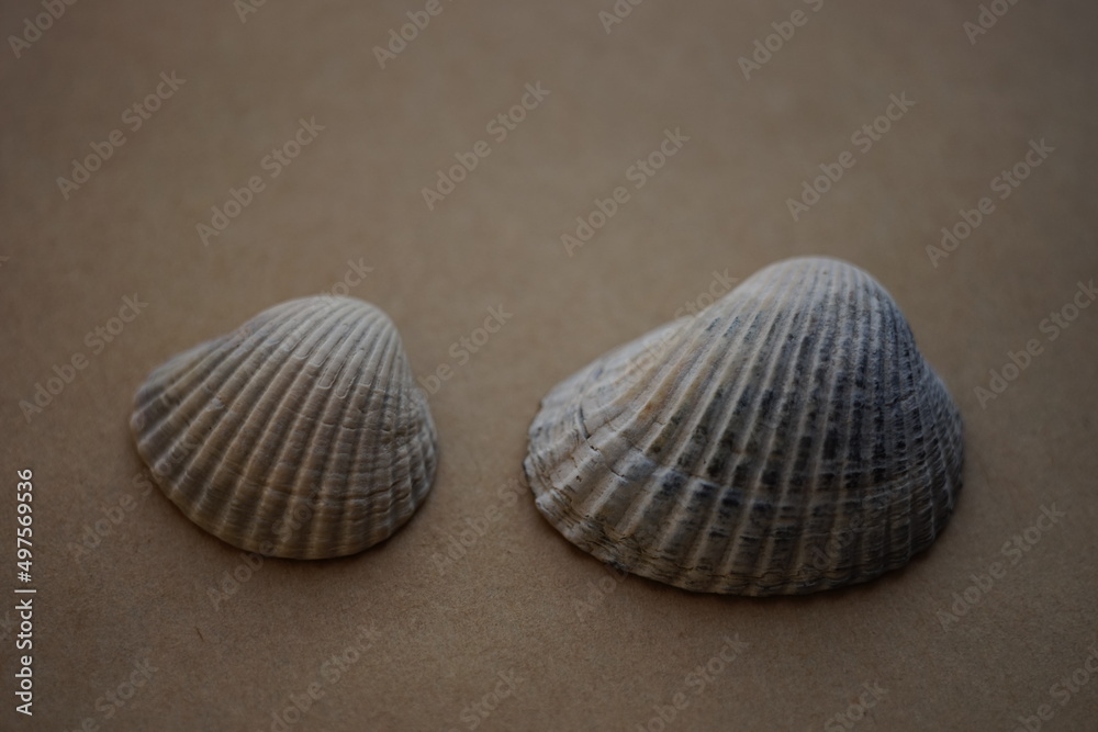 Two white grey seashells on an brown table Two white grey seashells on an brown table
