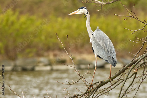 Greay heron, ardea cinerea sitting on the branch of a tree on the shore of a pond in Royal game Reserve - Stromovka. Spring day, landscape orientation.