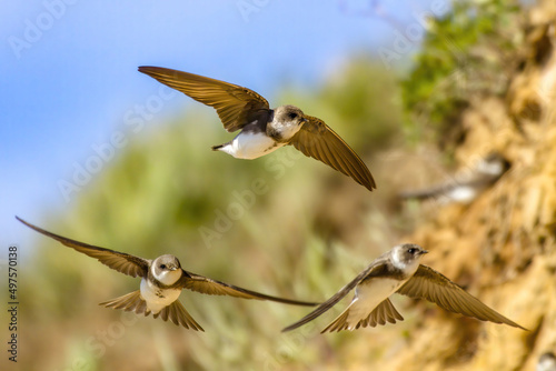 Closeup of the sand martins. Riparia riparia or European sand martins, bank swallows. photo