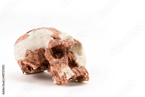 prehistoric man skull, Hominid Skull or Sahelanthropus tchadensis isolated on white background with space for text	