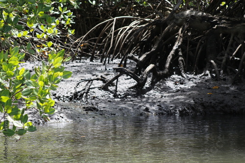 tree in the pond