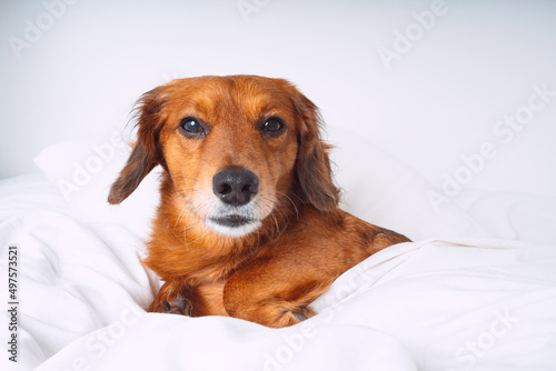 Portrait of beautiful brown long hair dachshund dog or sausage dog lying on the white bed