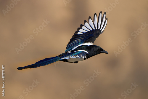 Canvas Print Closeup of a flying magpie on a blurred background in Yakima Canyon, WA