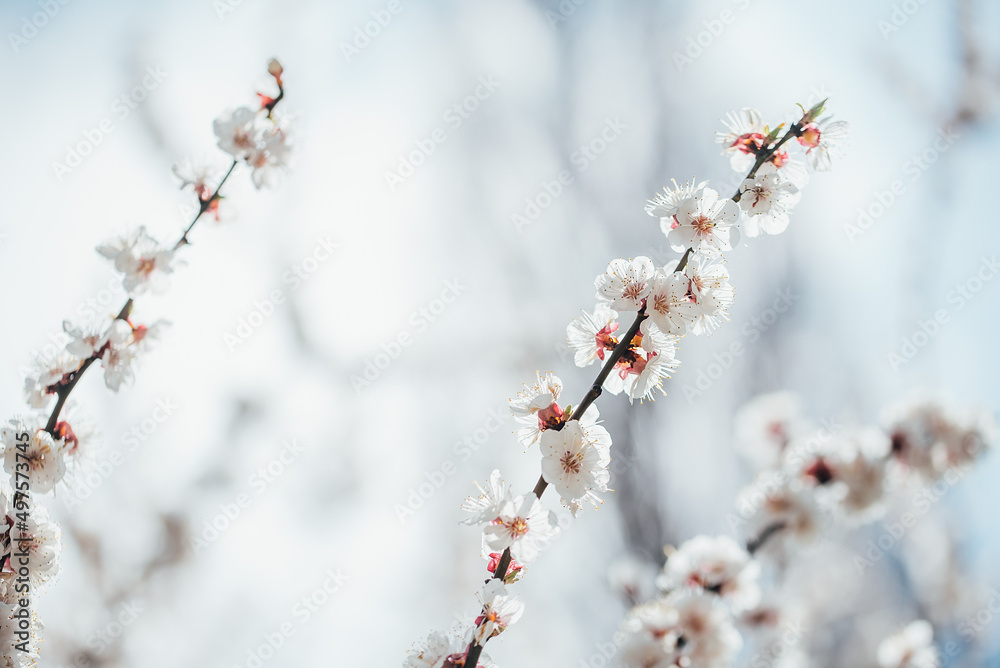 Spring background with blooming white cherry flowers. Floral abstract background of nature. Branches of blossoming cherry macro with soft focus. Easter and spring greeting cards. Springtime