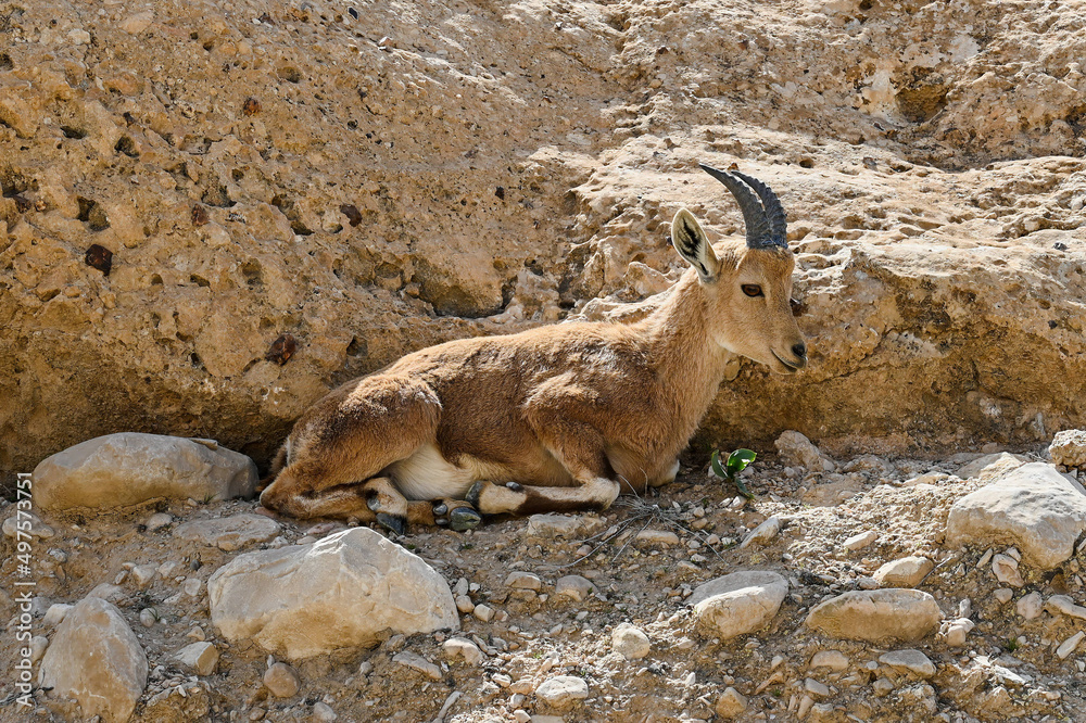 A Nubian goat lies on the rocks at the entrance to the Beit Guvrin-Maresha National Park A Nubian goat lies on the rocks at the entrance to the Beit Guvrin-Maresha National Park