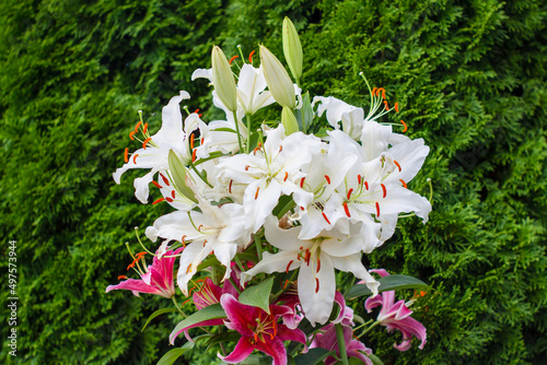 A beautiful bouquet of red and white garden lilies and a green thuja hedge.