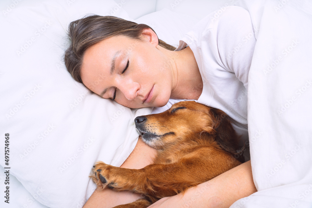 Woman sleeping with dog in the bed. Lovely dachshund dog sleeping together with owner Woman sleeping with dog in the bed. Lovely dachshund dog sleeping together with owner