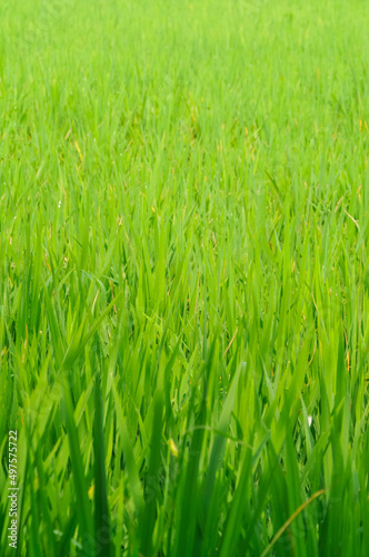 green rice field in the wind