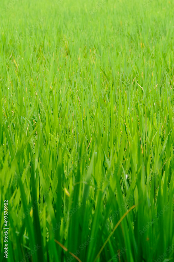 Obraz premium green rice field in the wind