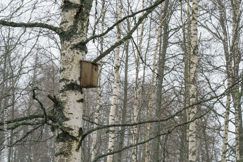 The house for birds is suspended on a birch in the spring forest © M.V.schiuma